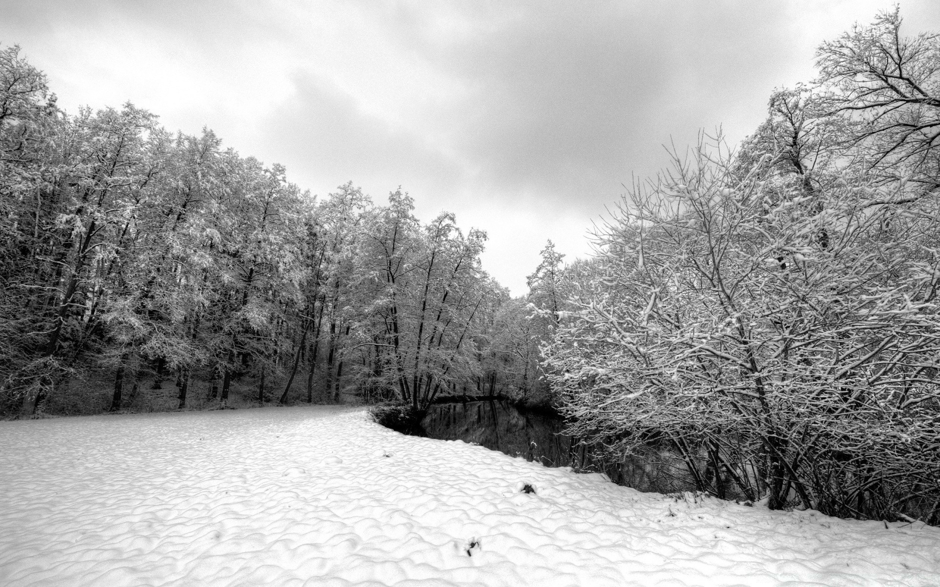 hiver neige bois froid gel bois congelé glace saison paysage nature glacial météo branche parc neige-blanc scénique tempête de neige