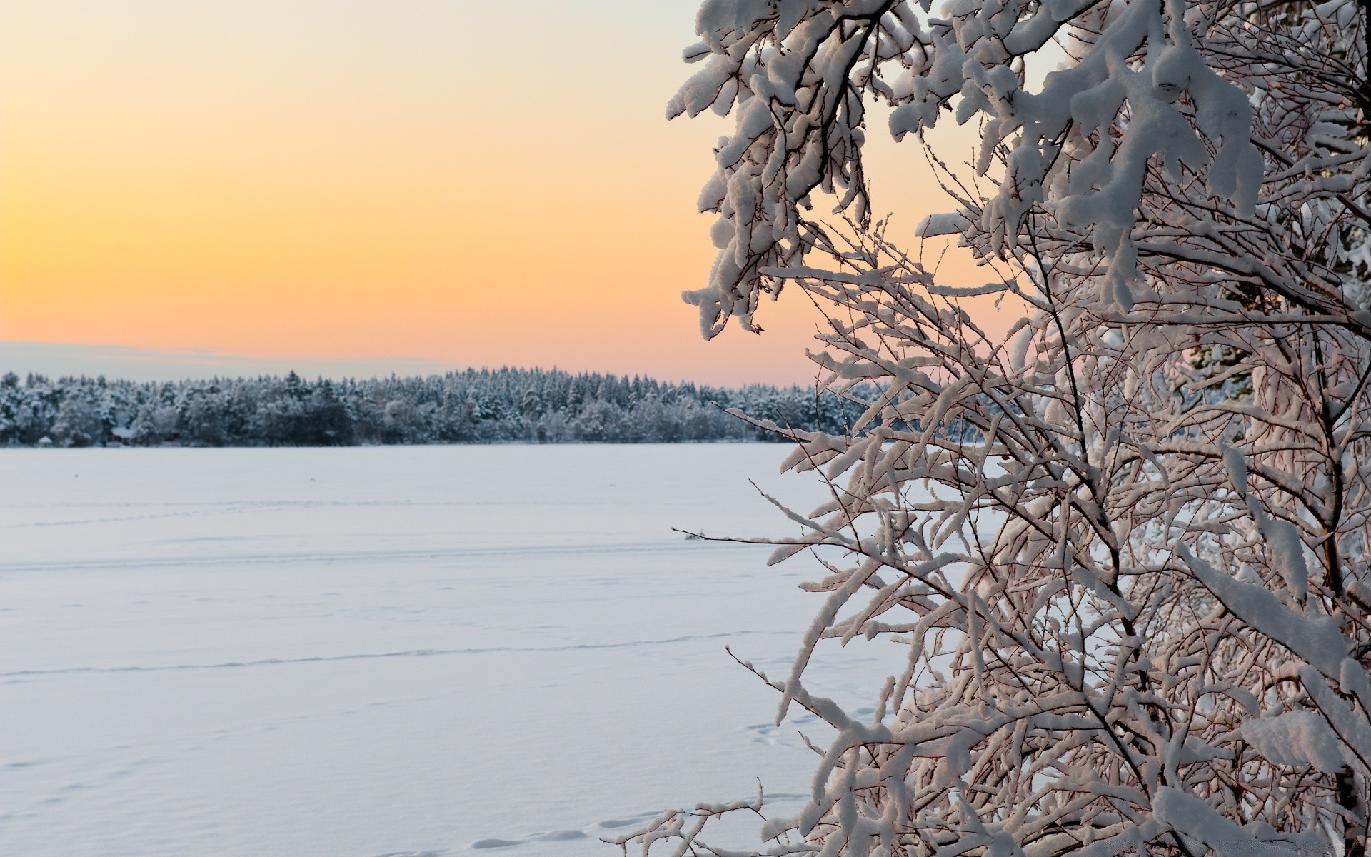 hiver neige gel congelé froid arbre paysage glace météo saison bois nature givré scénique branche beau temps neige-blanc à l extérieur aube