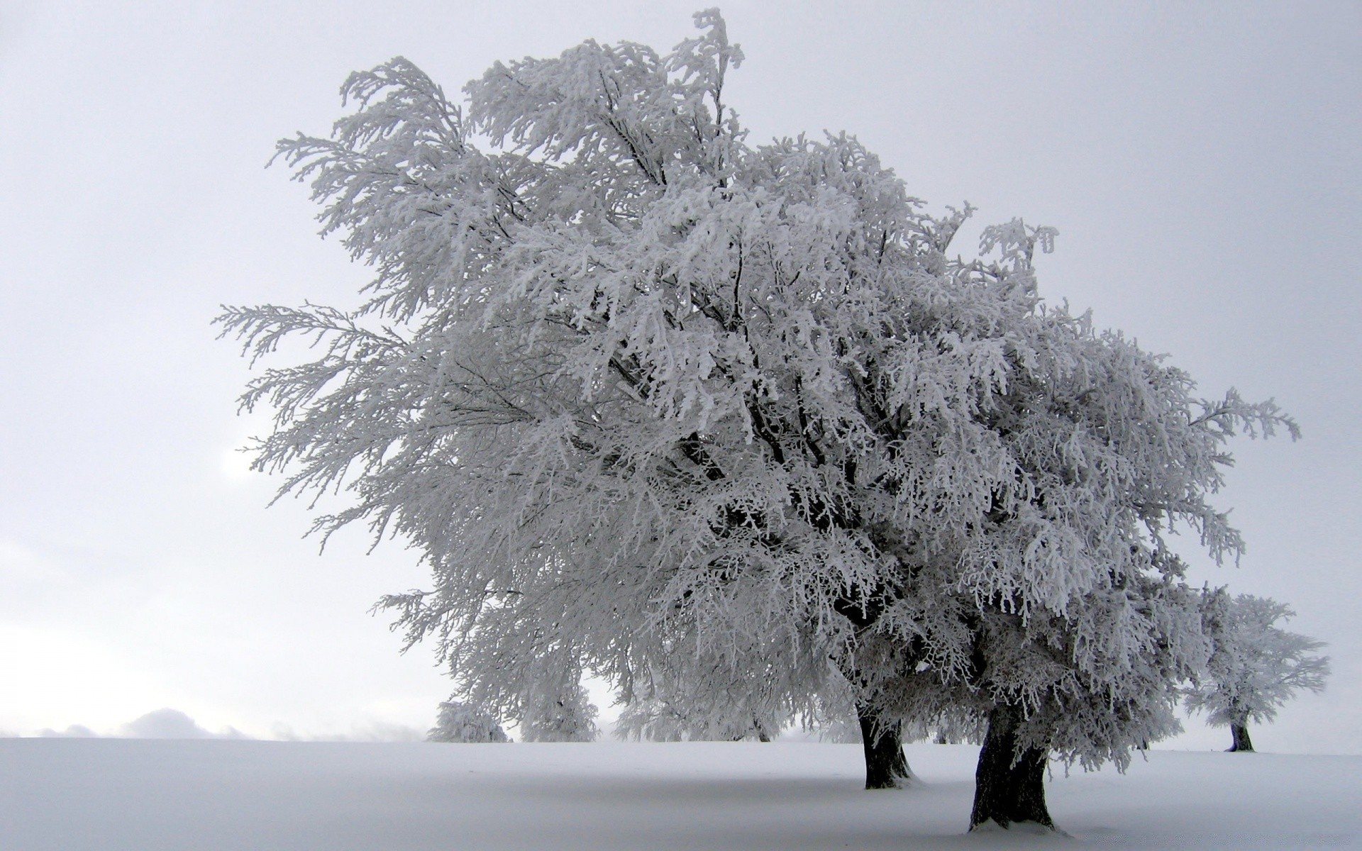 hiver neige gel bois froid congelé glace paysage saison givré météo bois branche neige-blanc nature scénique glacial brouillard