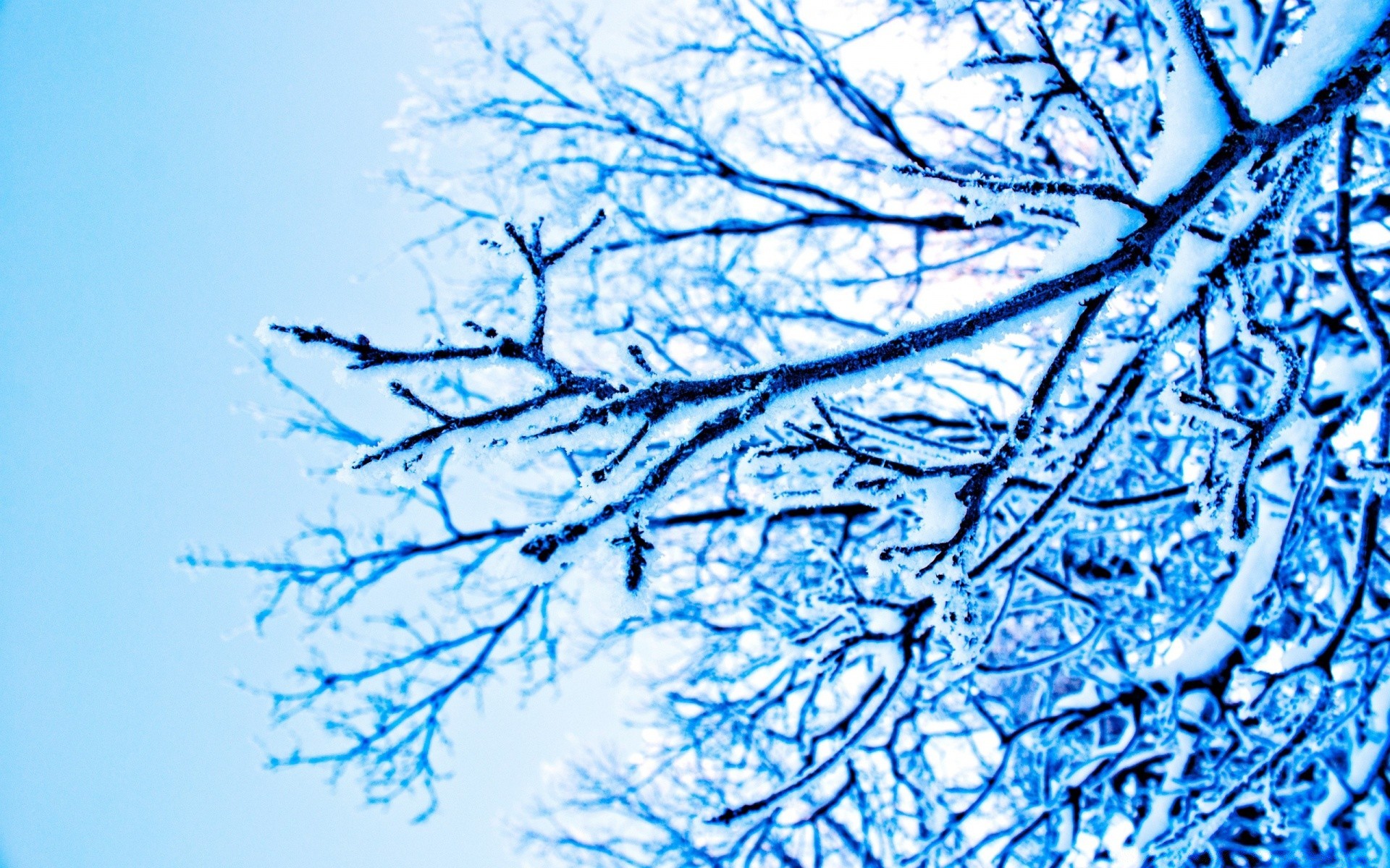 winter frost nature cold desktop abstract season tree snow pattern branch ice weather frosty frozen flora icy design wood