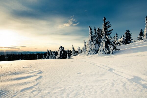 Frozen trees in white snow