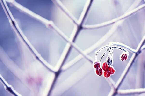 Naturaleza invernal. Baya en la nieve