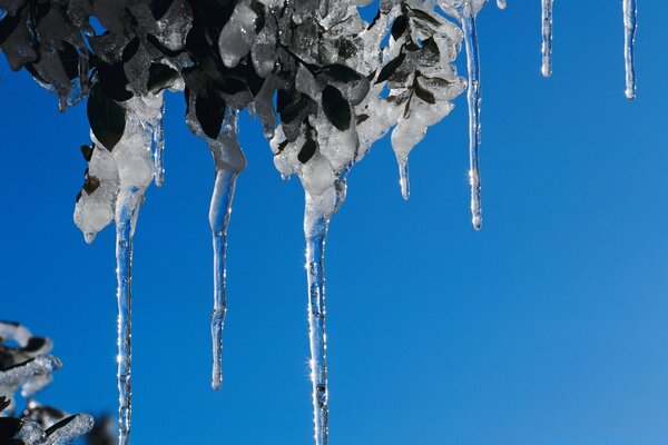 Eiszapfen an Ästen im kalten Winter