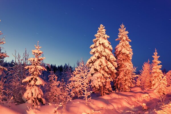 Evergine im Winter und schneebedeckte Bäume