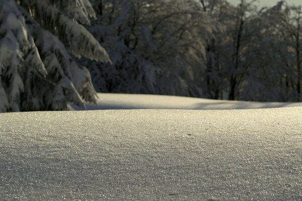 Frostiger Wintertag im Wald