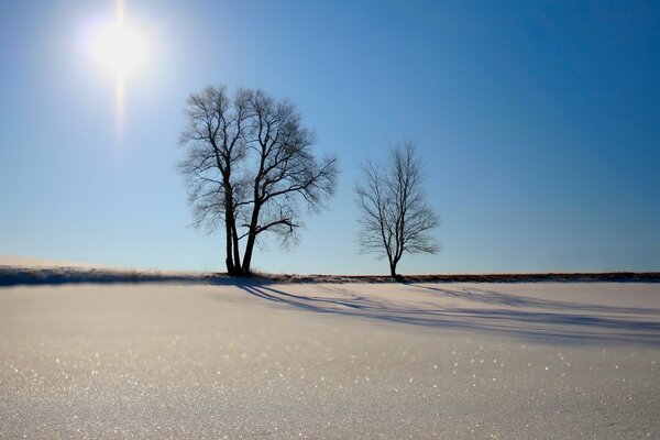 Деревья на фоне голубого неба в лучах рассветного солнца