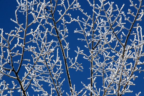 Forêt d hiver. Givre sur les branches