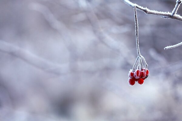 Bayas rojas en el bosque cubierto de nieve