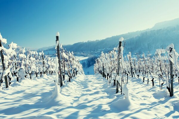 严寒的冬天。 很多雪