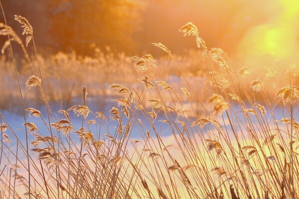 Wheat field in the rays of the winter sun