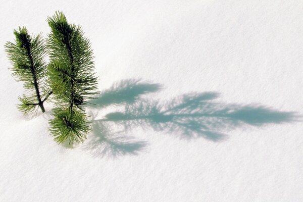 Ramas de abeto de árboles por encima de la nieve