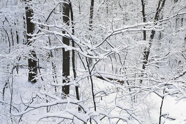 Verschneite Bäume im Winter im Wald