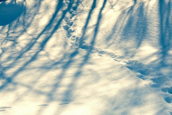 Spuren im Schnee. Frostiger Winter