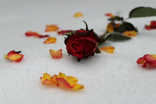 Pétalos y una rosa roja en la nieve