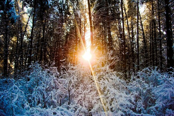 Destellos de rayos de sol en invierno