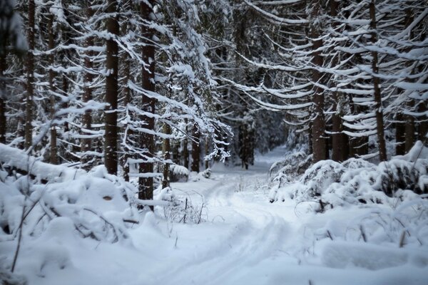 Zoma path in the pine forest