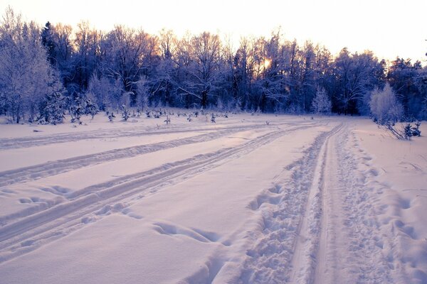 A path through the snow leading to the forest