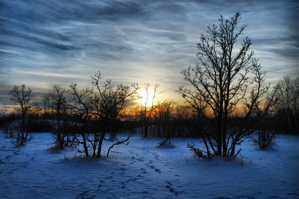 Dark night winter forest