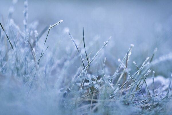 Blue frost in frosty tones