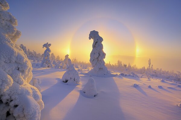 Frostige Landschaft mit schneebedeckten Weihnachtsbäumen