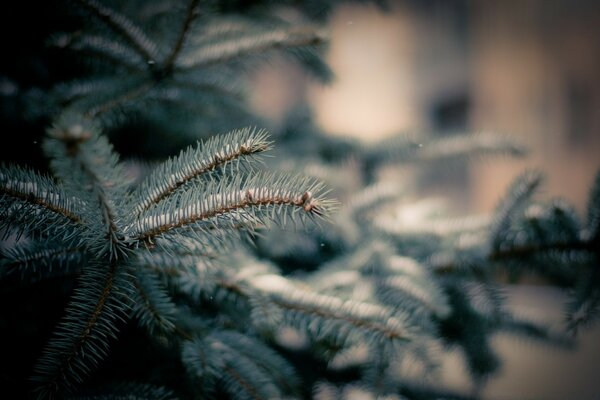 Winter forest. Christmas Eve