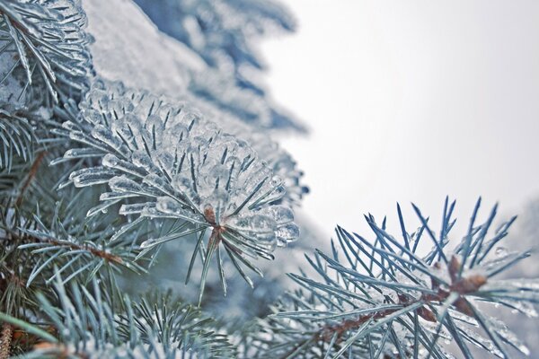 Aghi di albero congelati