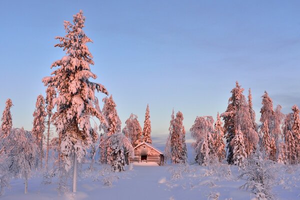 A hut in a winter pine forest