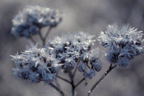 Misty flower in winter