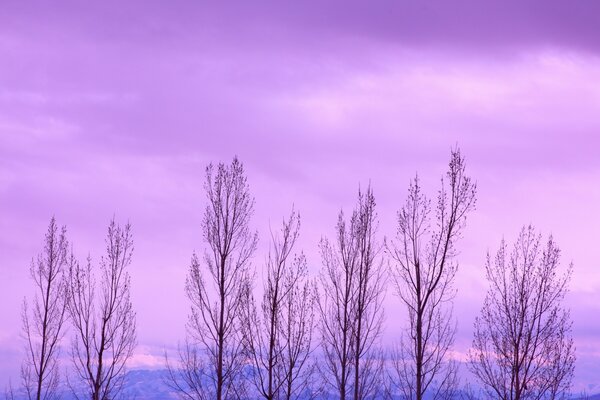 Paisaje natural de árboles de invierno al amanecer