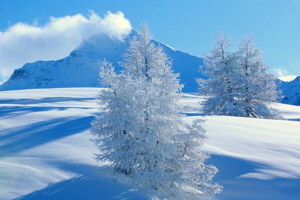 Winter landscape. Snowy mountains and trees