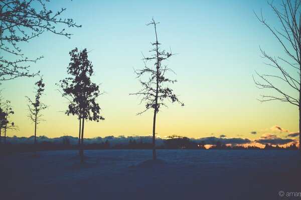 A lonely tree against the winter sky