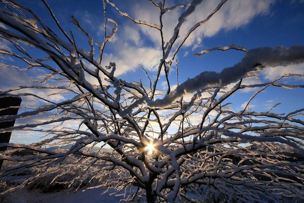 सूर्यास्त की पृष्ठभूमि पर बर्फ में एक पेड़