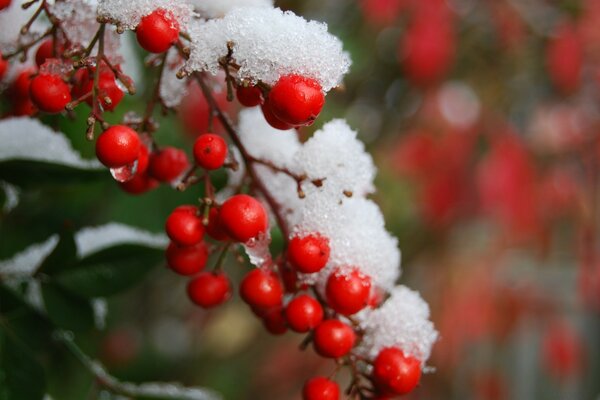 Naturaleza invernal. Cereza en la nieve