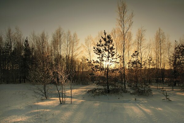 Brouillard d hiver hiver neigeux et arbres