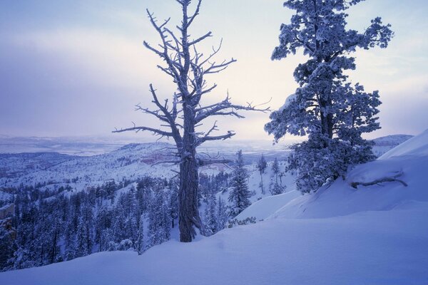 Cold winter landscape and snow-covered wood