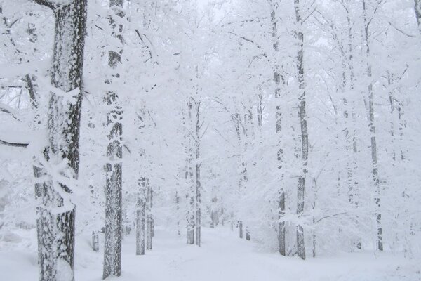 Invierno nieve helada frío