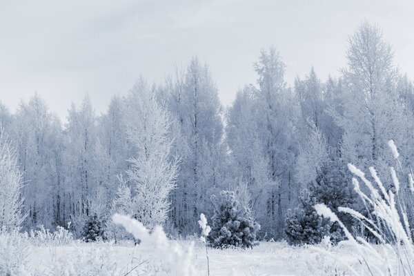 Freddo inverno gelido e nevoso tra gli alberi