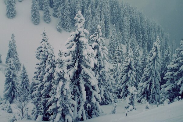 Árvores cobertas de neve nas montanhas