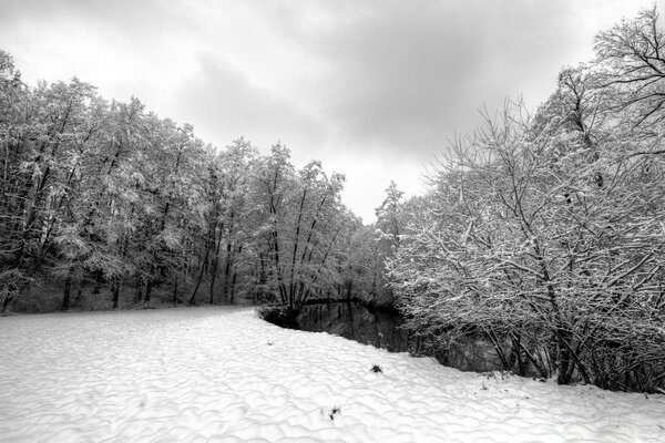 Giornata invernale gelida nella foresta