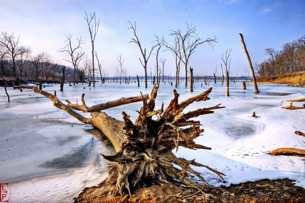 Ein alter Baum liegt im Schnee