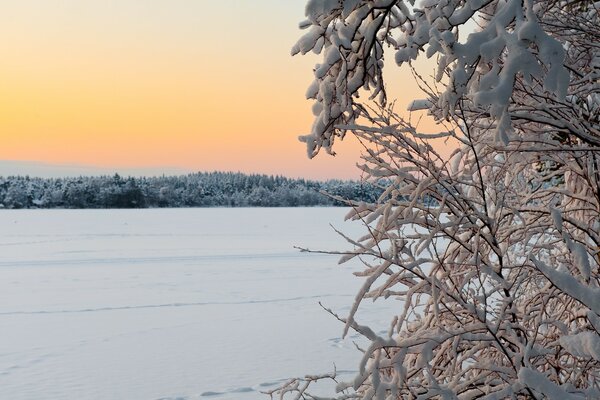 Frozen trees stand in the snow