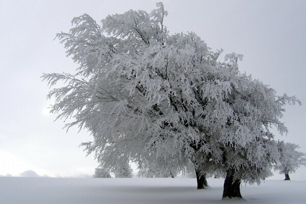 Arbre enneigé dans un champ dégagé