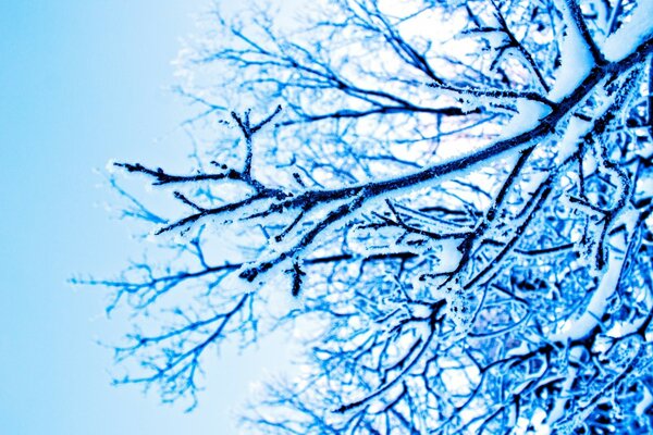 Céu azul. Árvore de neve