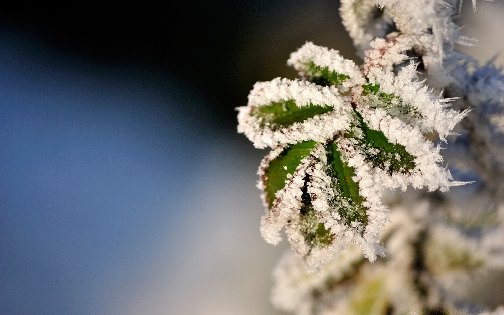 winter natur im freien blume baum blatt flora saison schnee frost sommer hell weihnachten wachstum