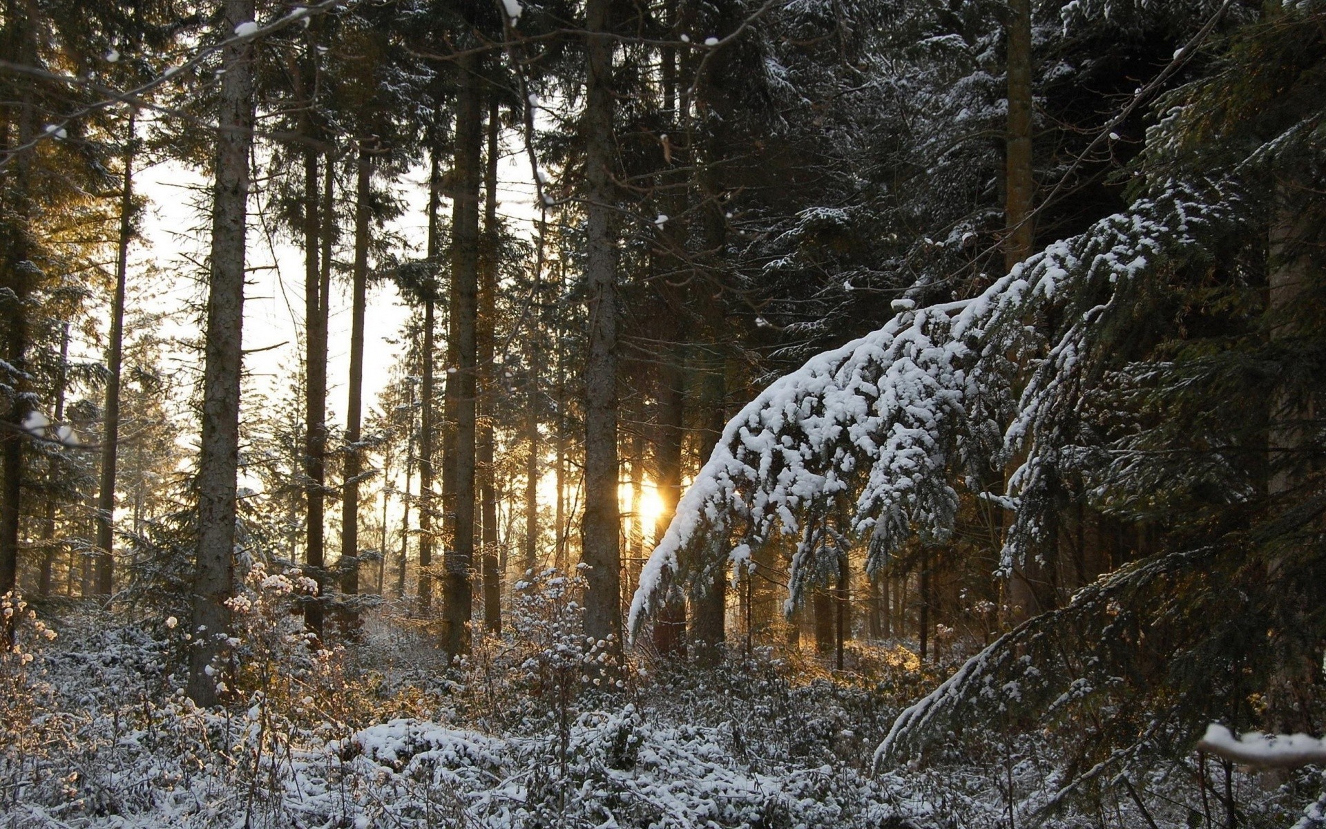 inverno neve madeira madeira frio geada paisagem natureza temporada tempo gelo congelado ao ar livre pinho ambiente parque bom tempo cênica névoa