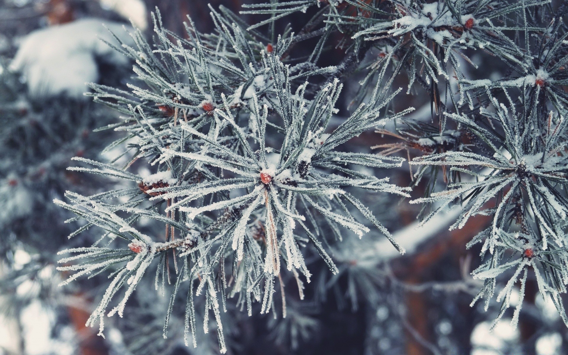 zima igły boże narodzenie drzewo sezon oddział dekoracje sosna mróz evergreen natura śnieg ostry zbliżenie płatek śniegu kolor na zewnątrz jodła wakacje