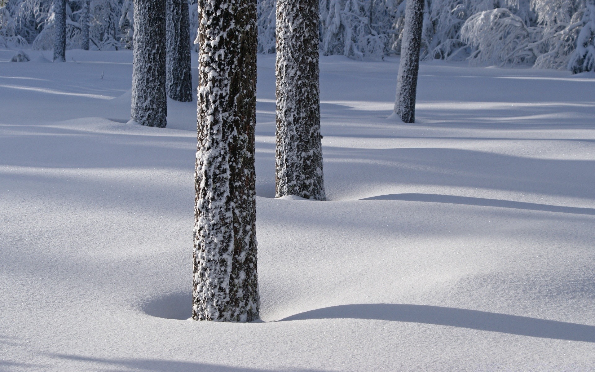 winter snow frost cold frozen ice wood season landscape weather tree snowstorm nature outdoors road frosty snow-white fair weather