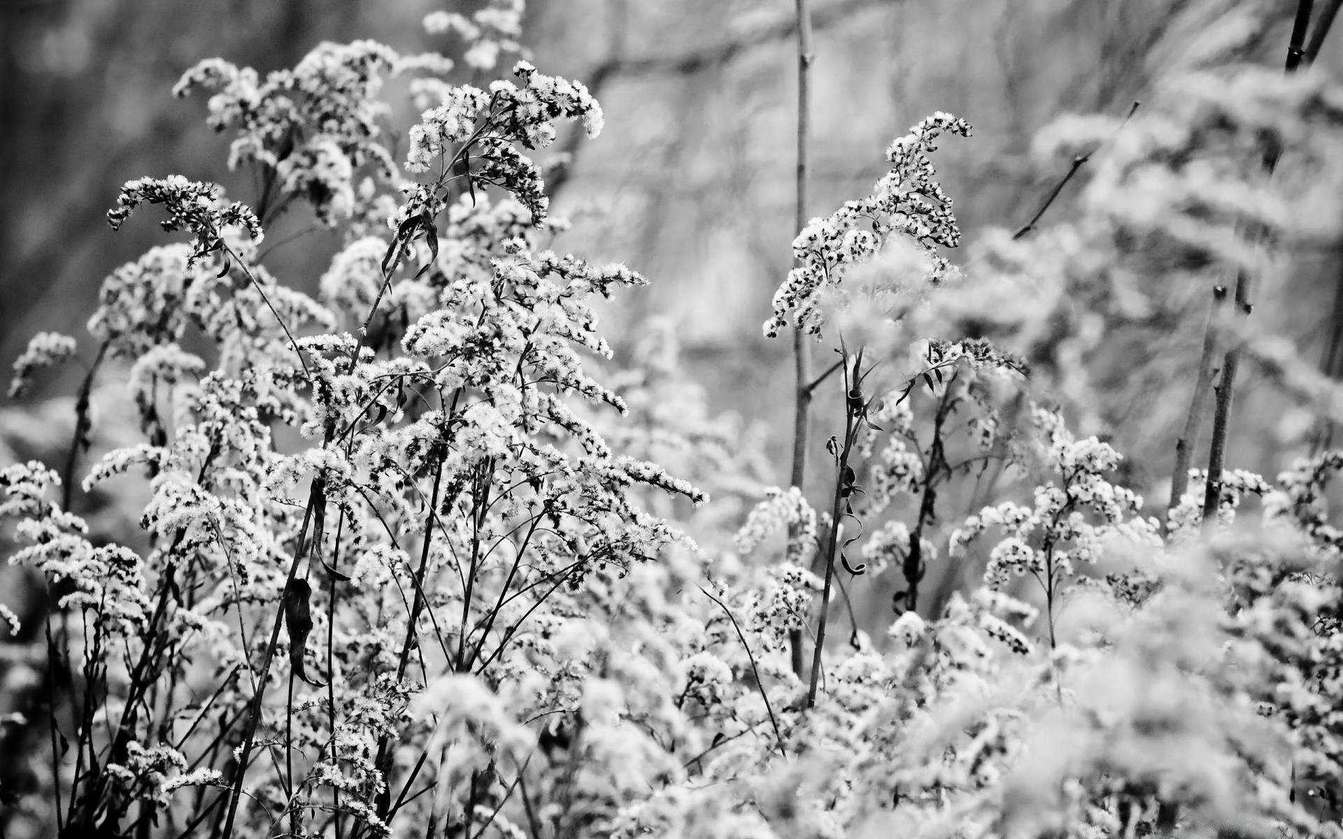 winter frost nature season snow flora outdoors tree weather leaf wood grass