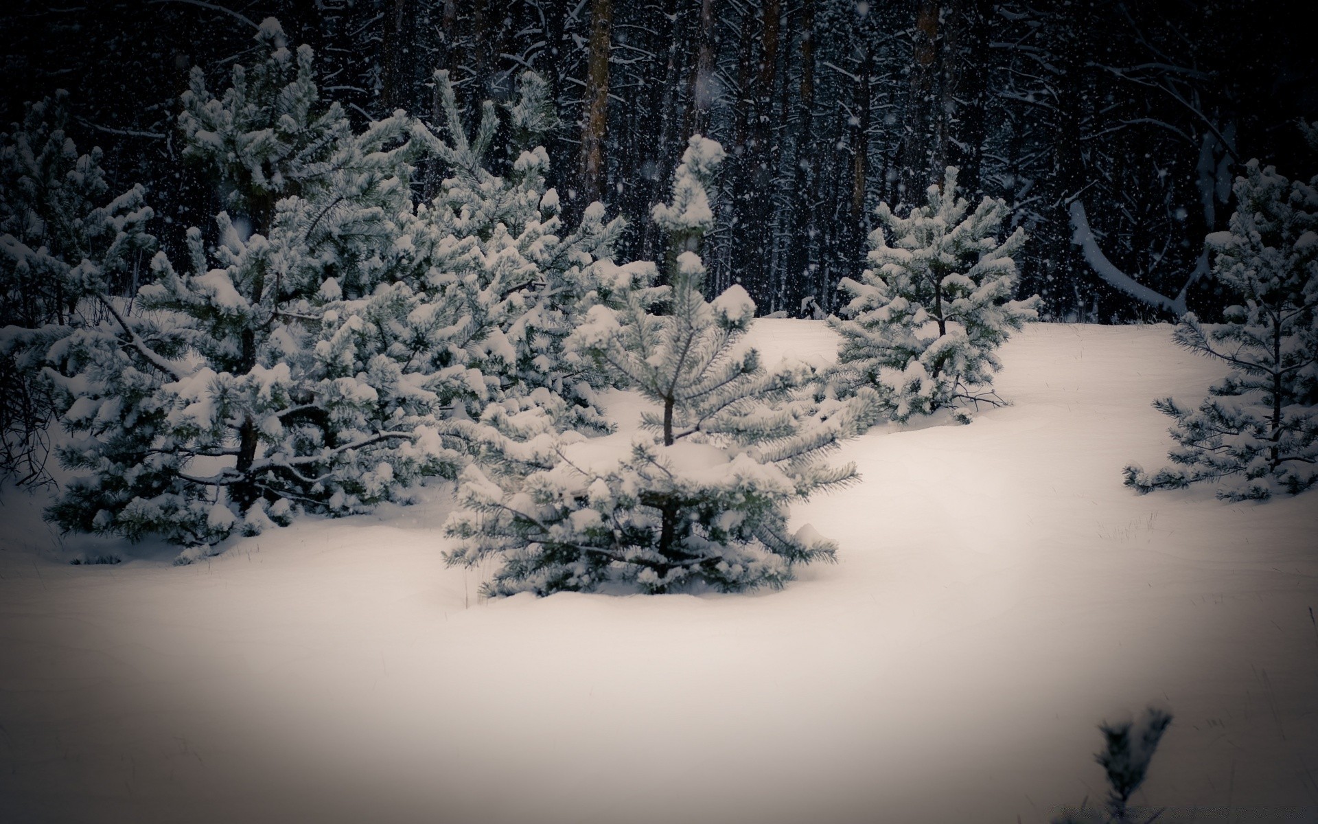 invierno nieve árbol frío escarcha paisaje congelado hielo tiempo madera navidad evergreen coníferas temporada escénico pino rama luz escarchado