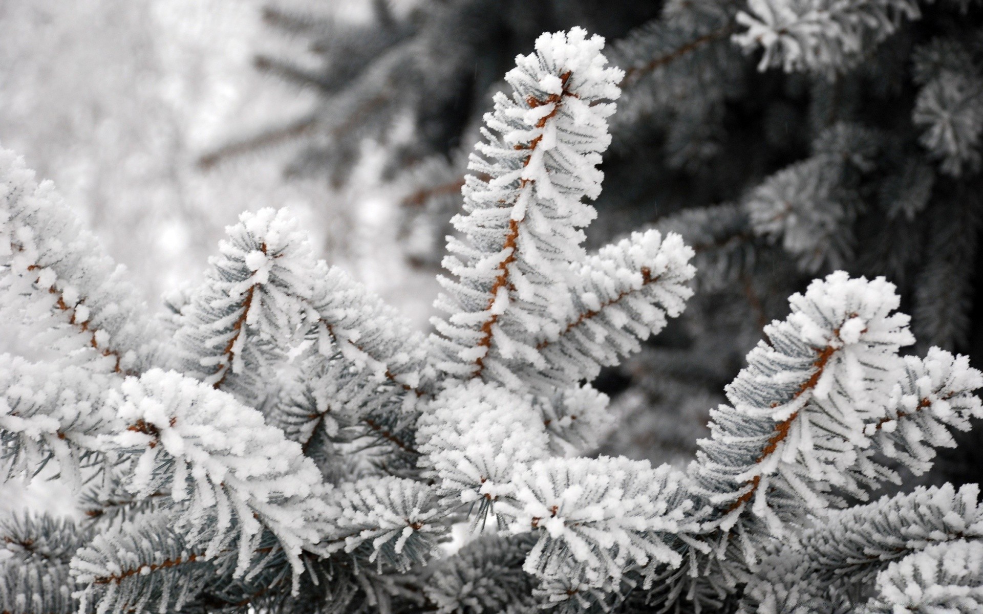 inverno pinho natal agulhas árvore geada evergreen neve abeto abeto decoração coníferas temporada ramo natureza coníferas cone brilha floco de neve